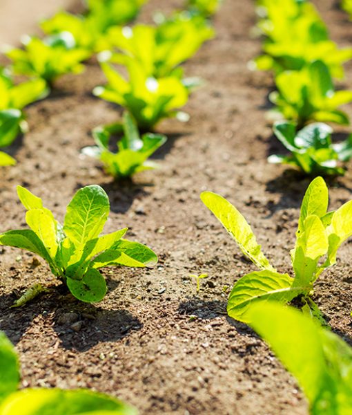 Lettuce field